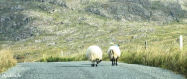Irlande_kerry_mouton